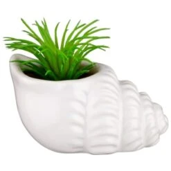Home Furnishings Store -Home Furnishings Store 380110 small shell succulent 4